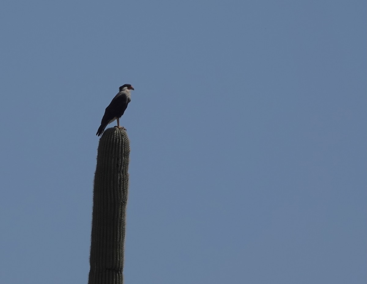 Crested Caracara (Northern) - ML618610911