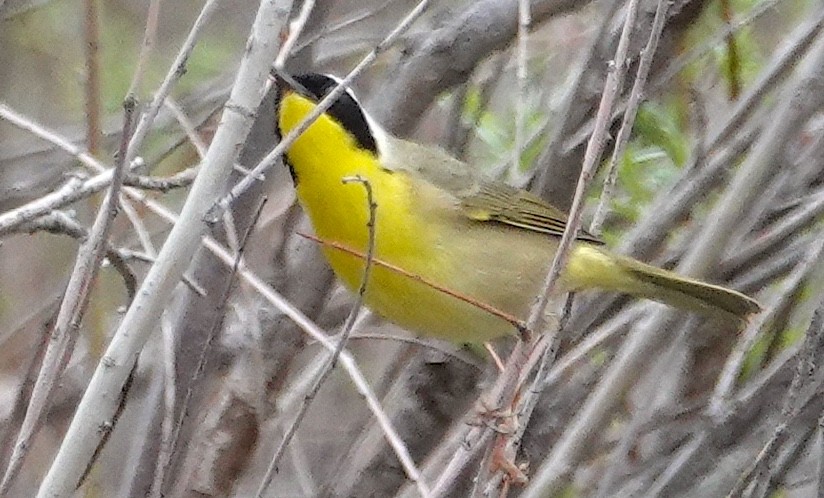 Common Yellowthroat - ML618610930