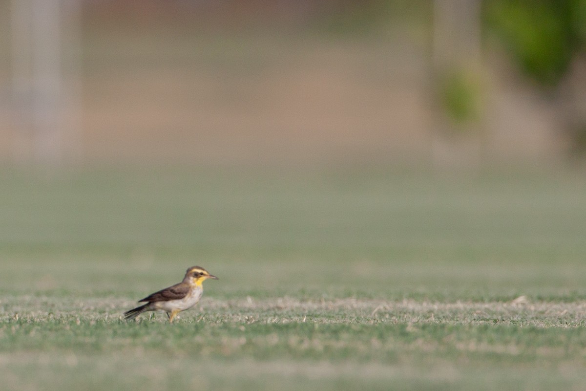 Eastern Yellow Wagtail (Green-headed) - ML618610948