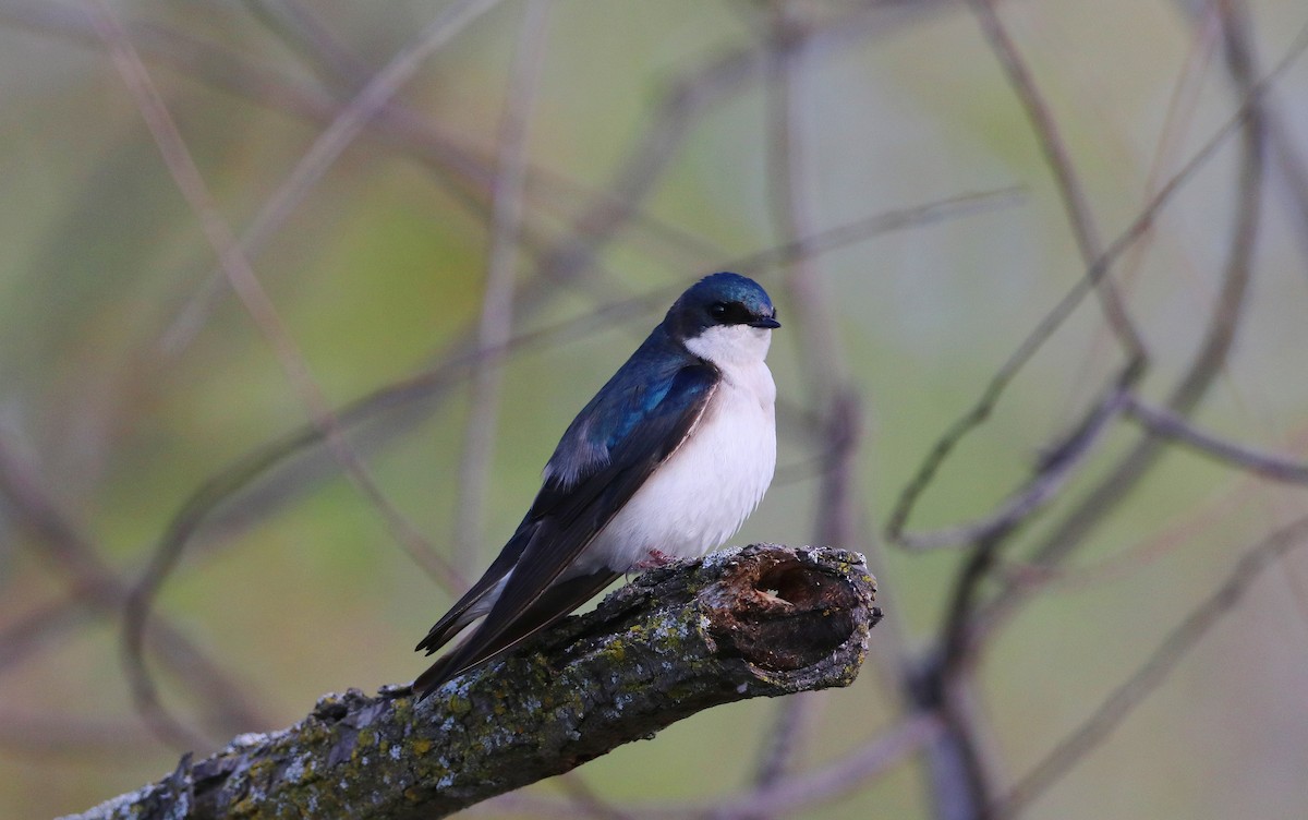 Golondrina Bicolor - ML618610953