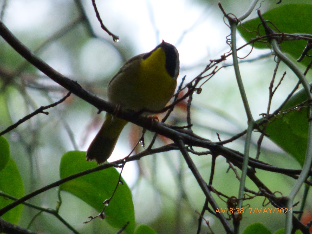 Common Yellowthroat - ML618610965