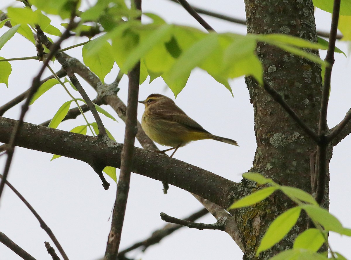 Palm Warbler - ML618610970