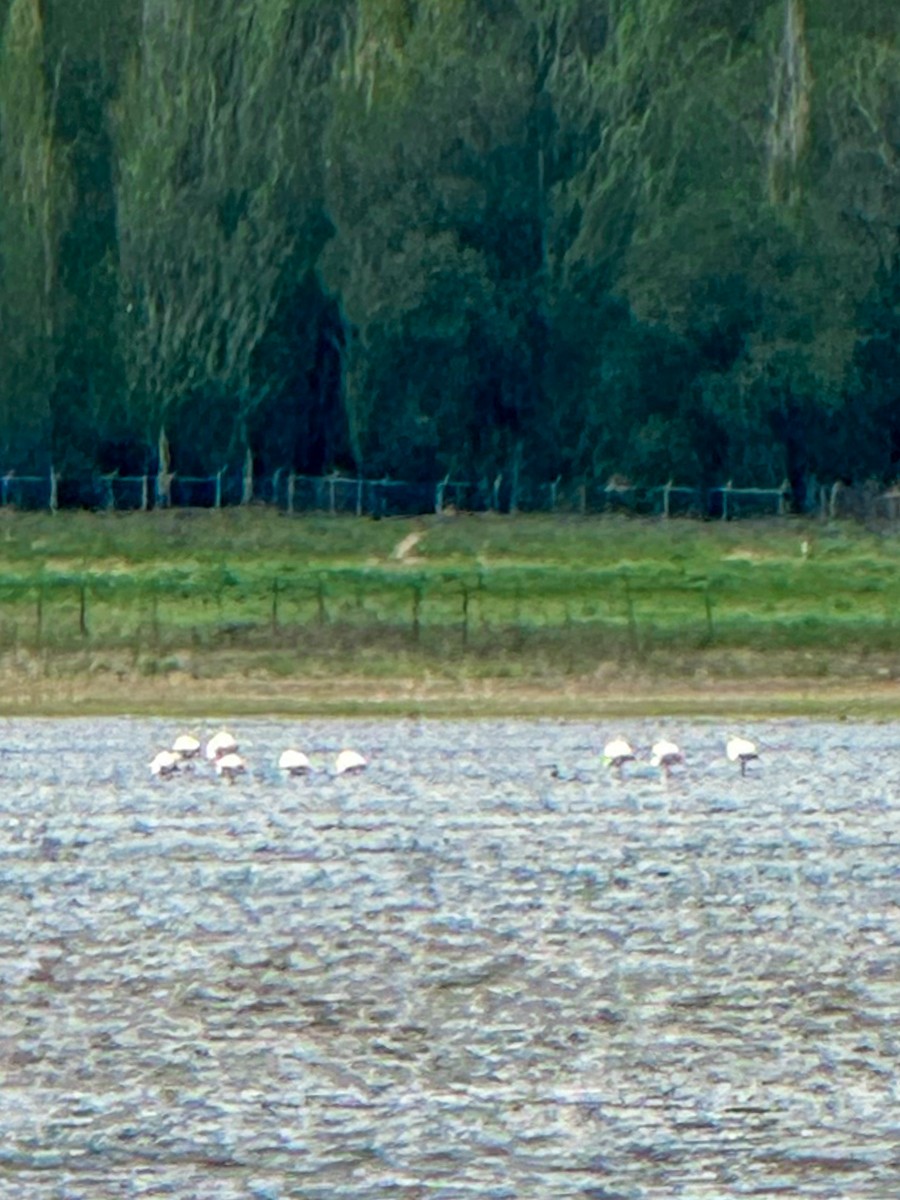 Greater Flamingo - Kousha Zavareh