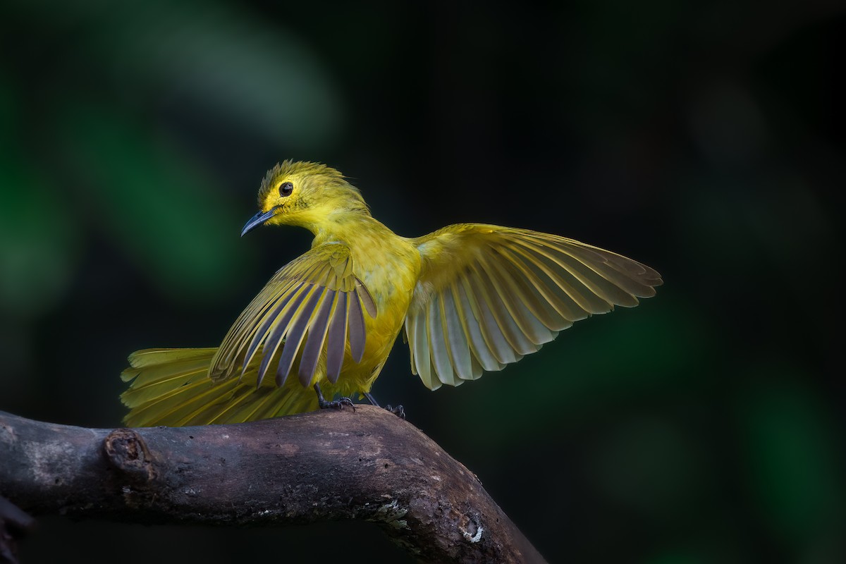 Yellow-browed Bulbul - ML618611013