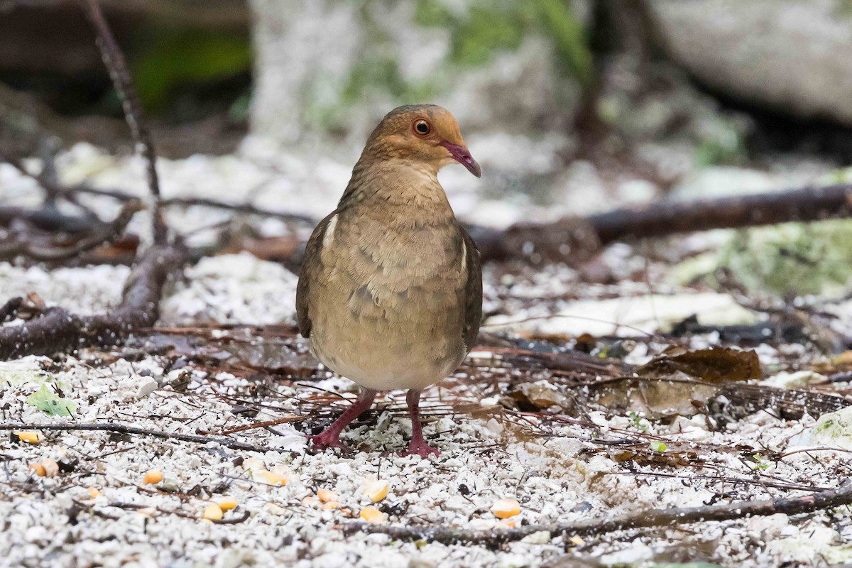 Ruddy Quail-Dove - ML618611025