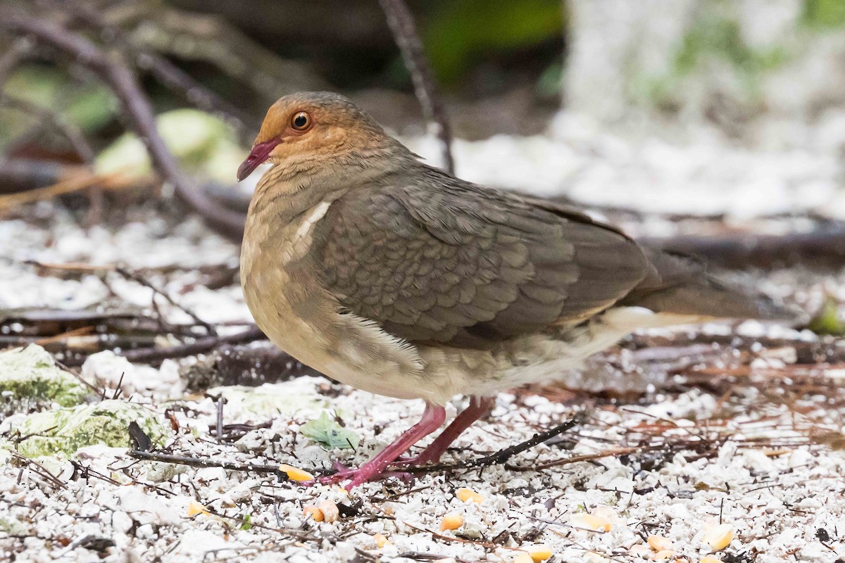 Ruddy Quail-Dove - Linda Rudolph