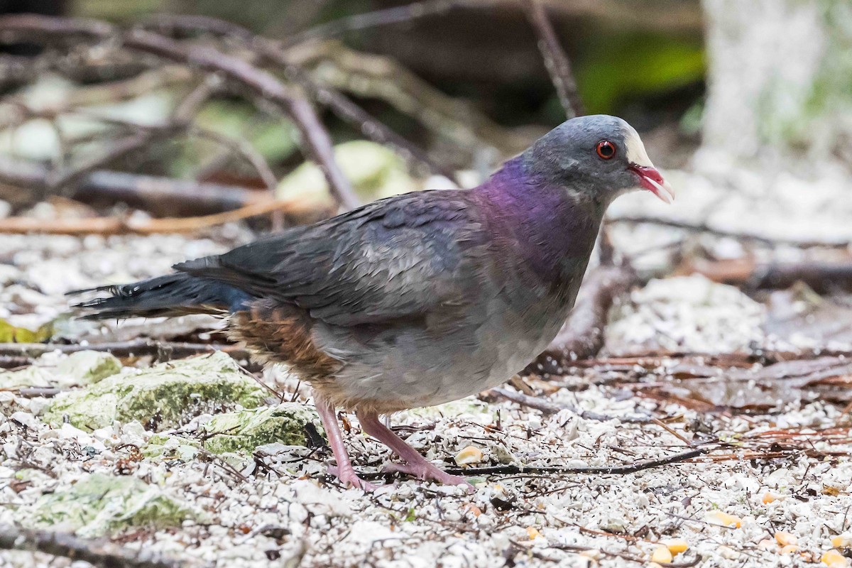 White-fronted Quail-Dove - ML618611039