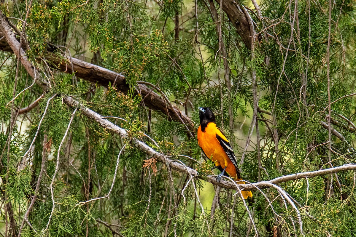 Baltimore Oriole - Joshua  Vincent