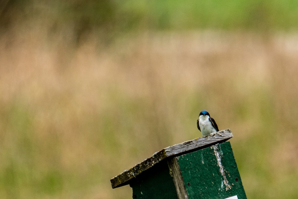 Tree Swallow - ML618611094