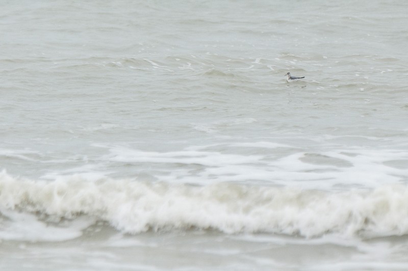 Red Phalarope - Peter Wijnsouw