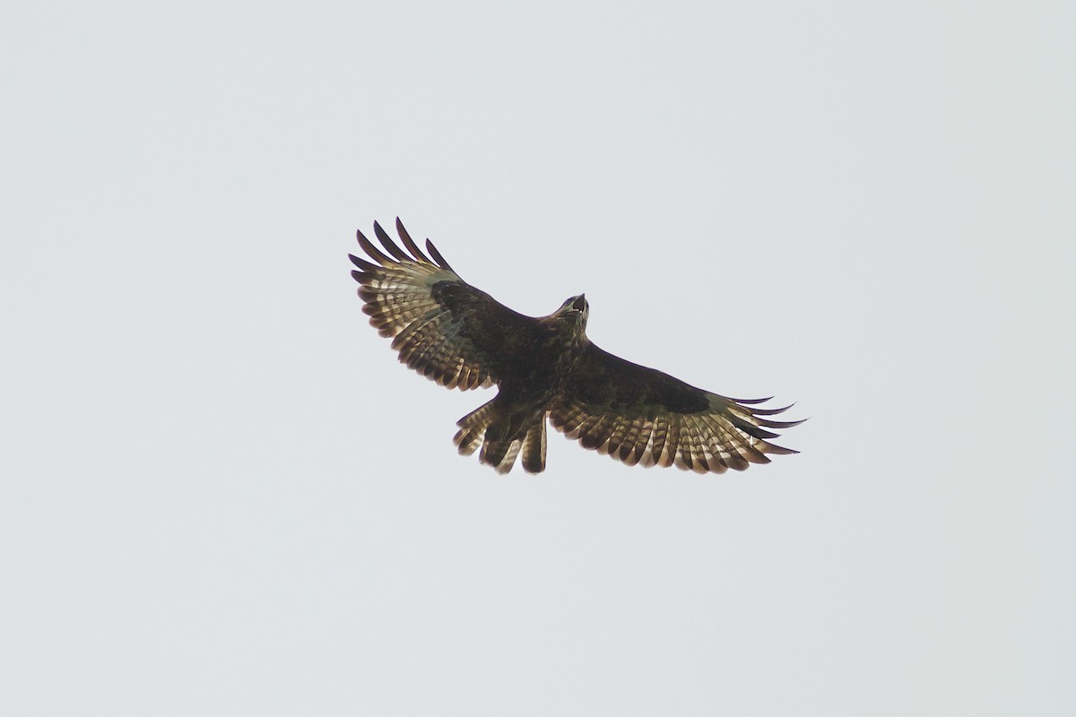 Mountain Buzzard - ML618611101