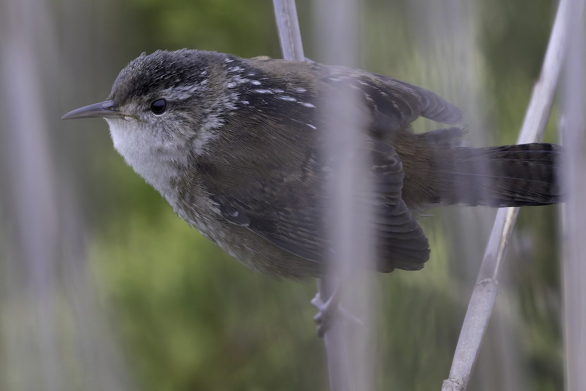 Marsh Wren - ML618611105