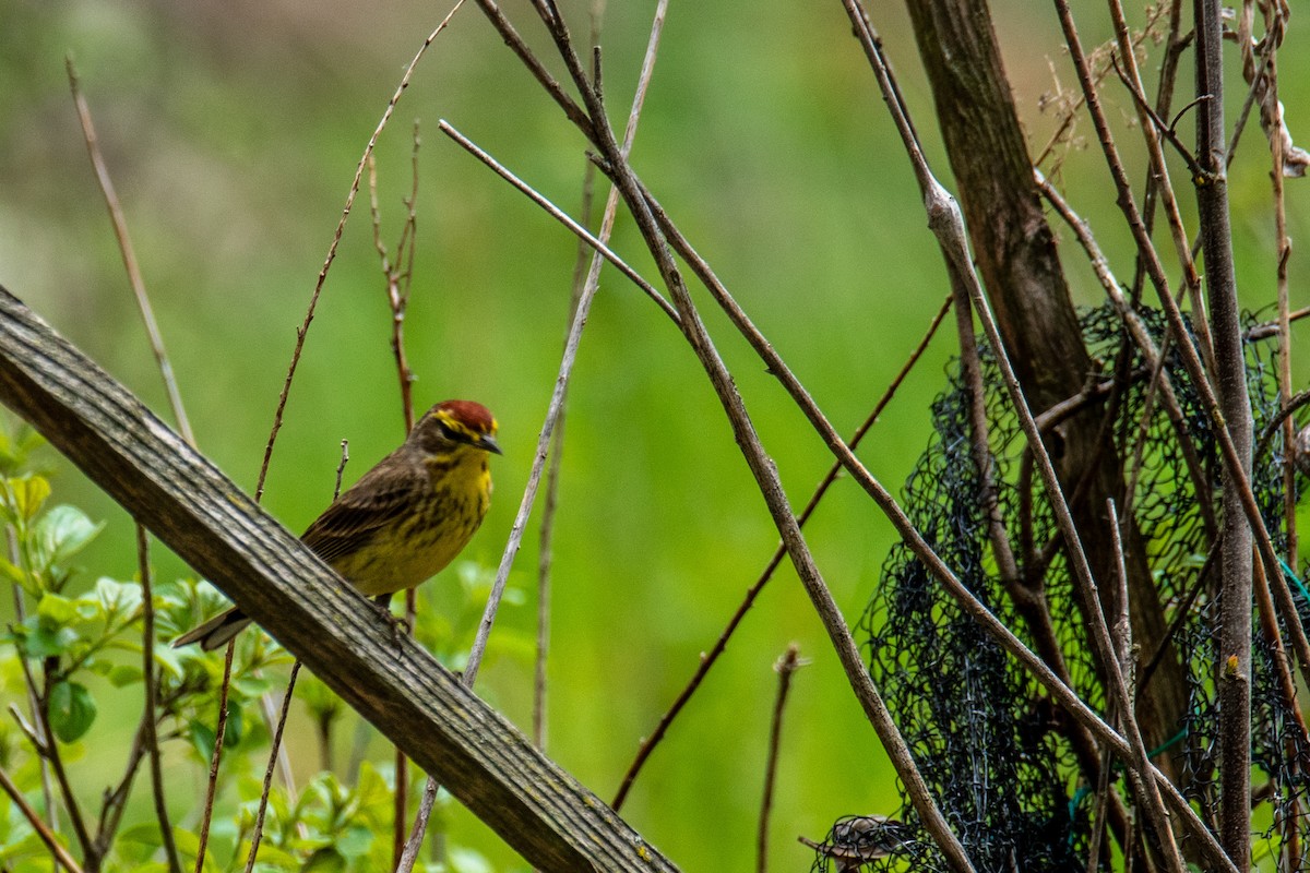 Paruline à couronne rousse - ML618611115