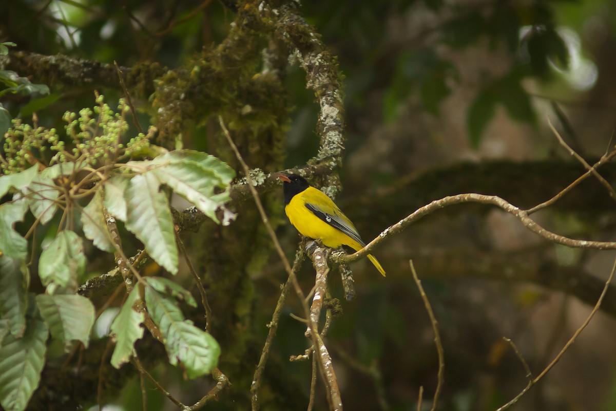 Ethiopian Black-headed Oriole - ML618611128