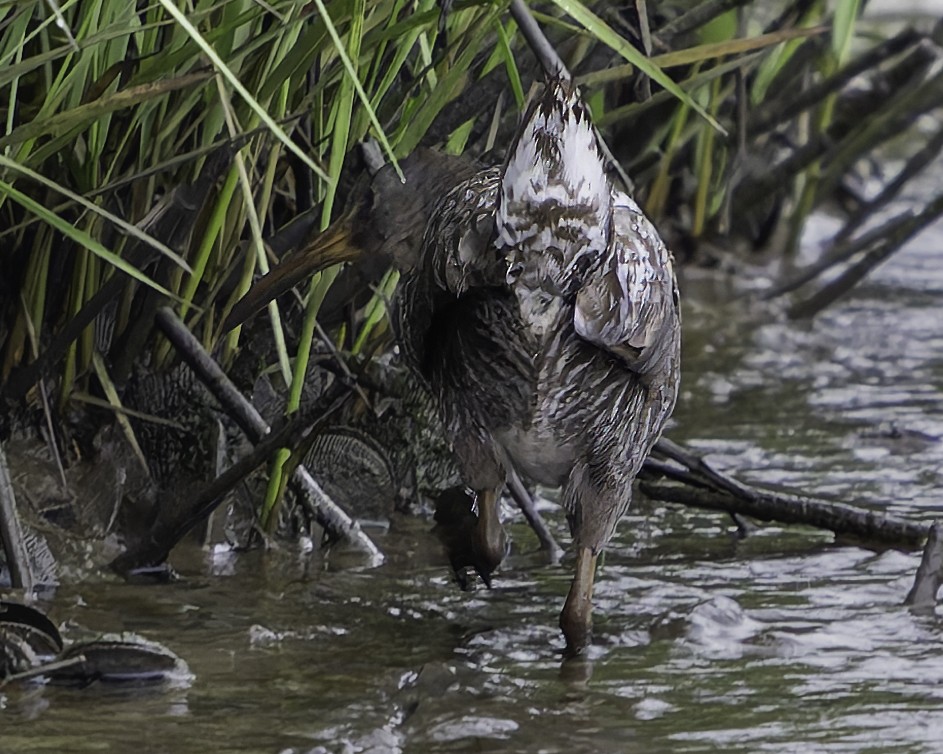 Clapper Rail - Grant Price