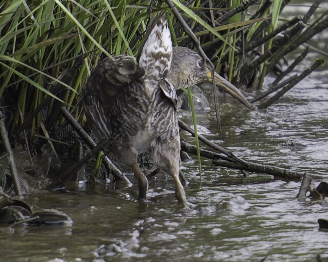 Clapper Rail - ML618611144