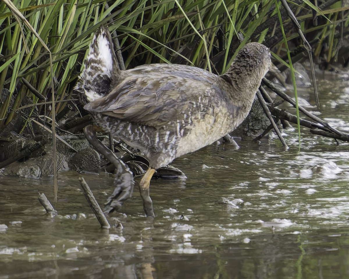 Clapper Rail - Grant Price