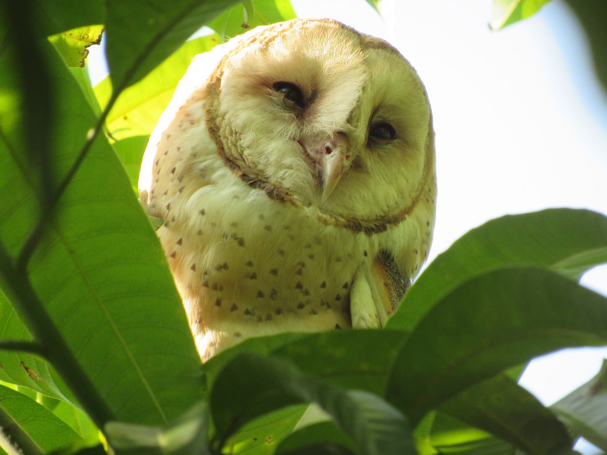 Barn Owl - Hugo Oliveros Salas