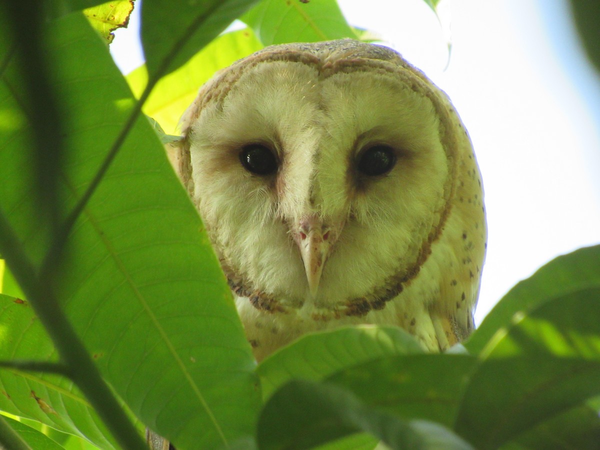 Barn Owl - Hugo Oliveros Salas