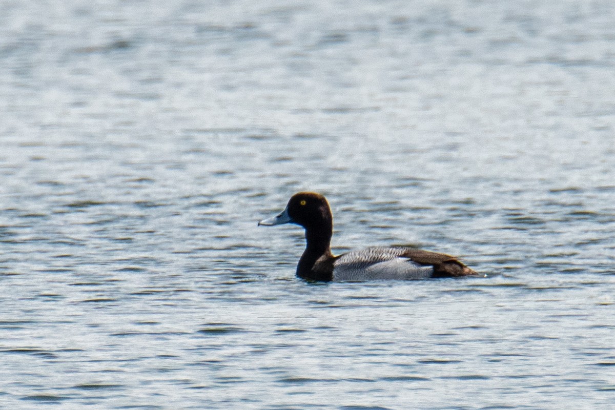 Lesser Scaup - ML618611167
