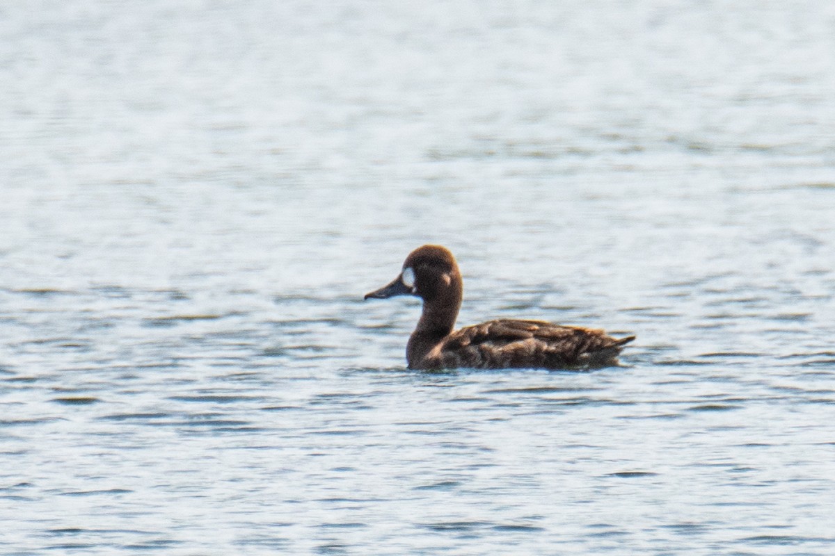 Lesser Scaup - ML618611168