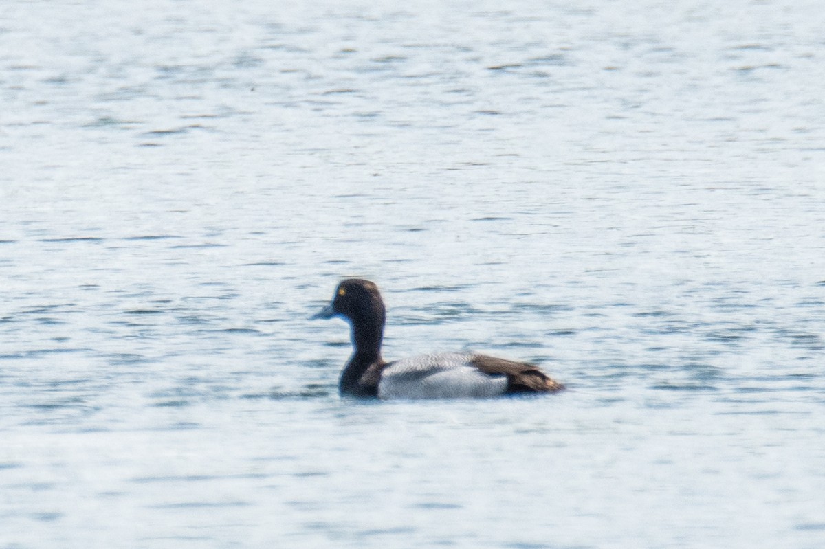 Lesser Scaup - ML618611169