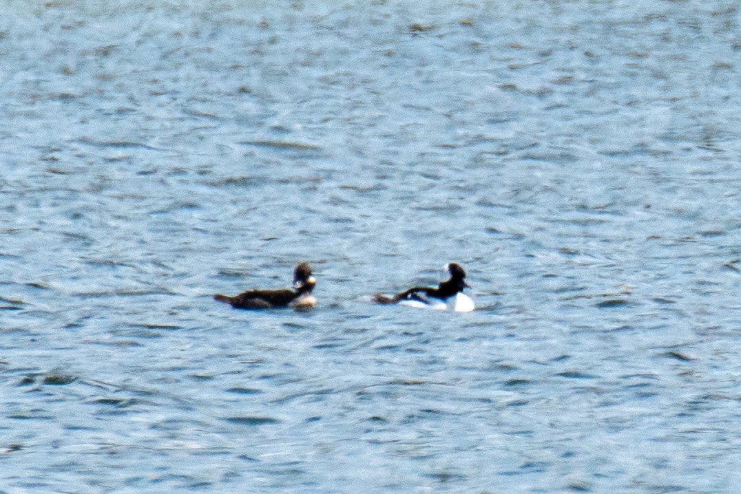 Bufflehead - ML618611172