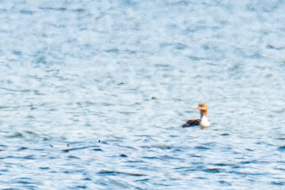 Red-breasted Merganser - ML618611175