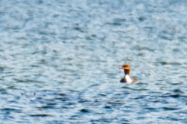 Red-breasted Merganser - ML618611176