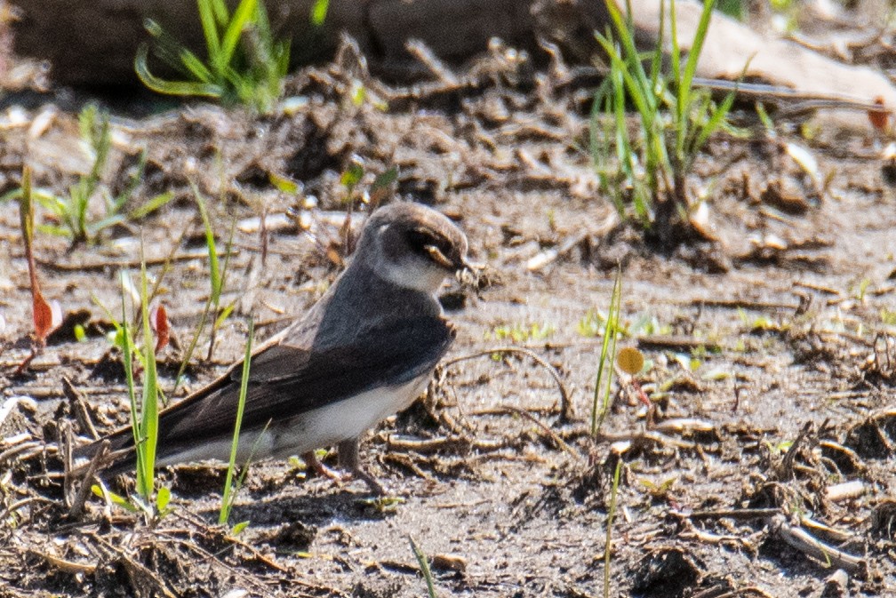 Bank Swallow - ML618611178