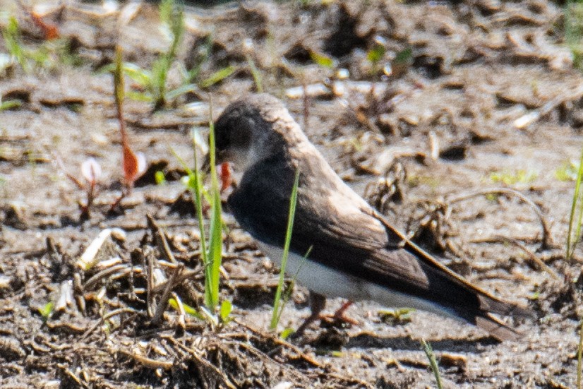 Bank Swallow - ML618611179