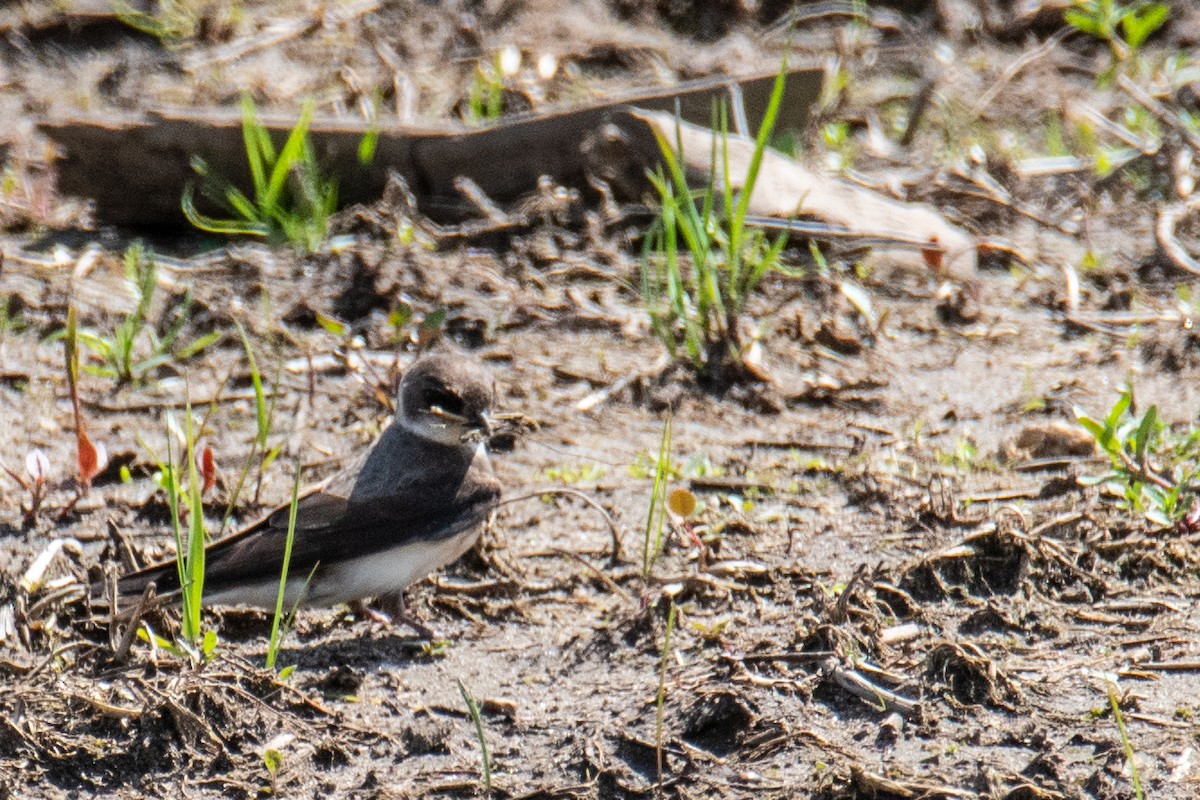 Bank Swallow - ML618611180