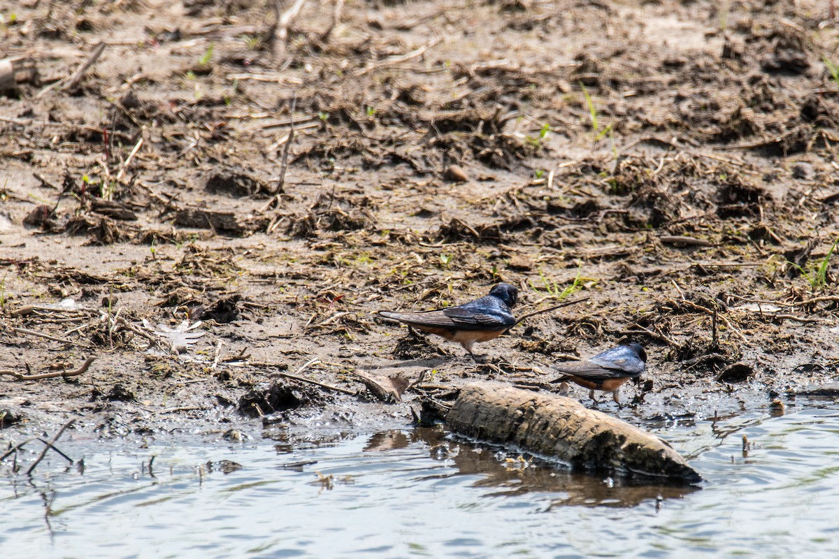 Barn Swallow - ML618611188