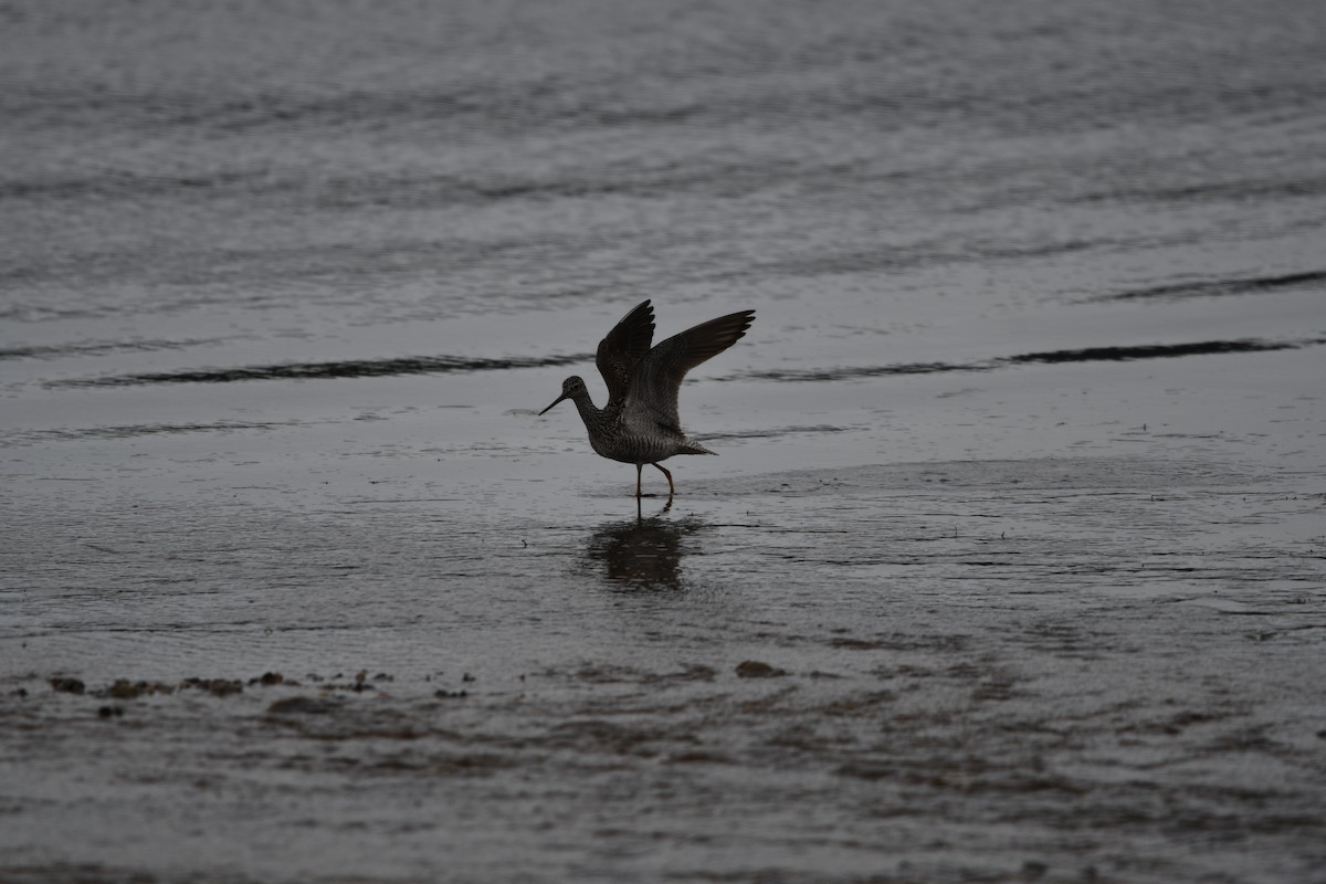 Greater Yellowlegs - ML618611191