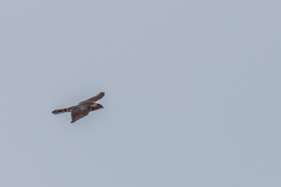 Cooper's Hawk - ML618611195