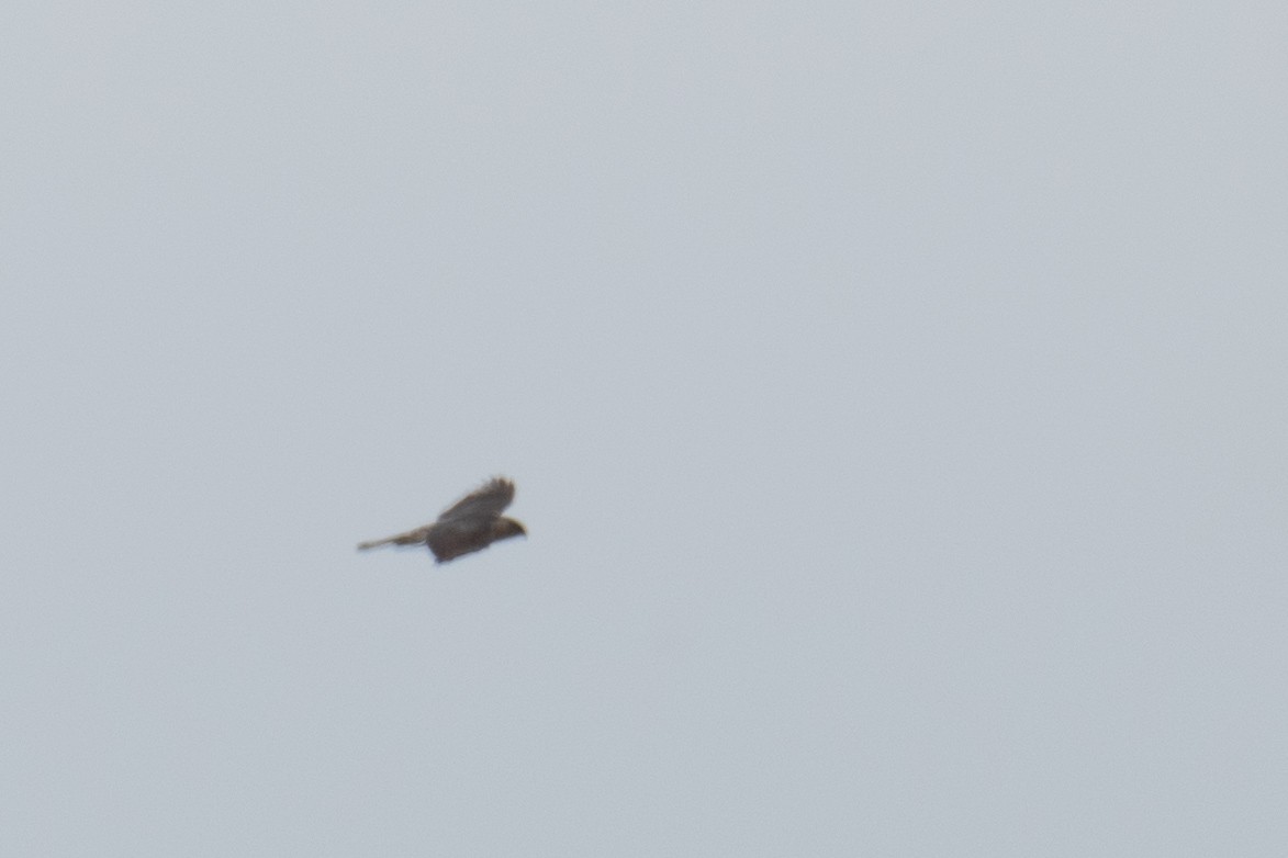 Cooper's Hawk - ML618611196