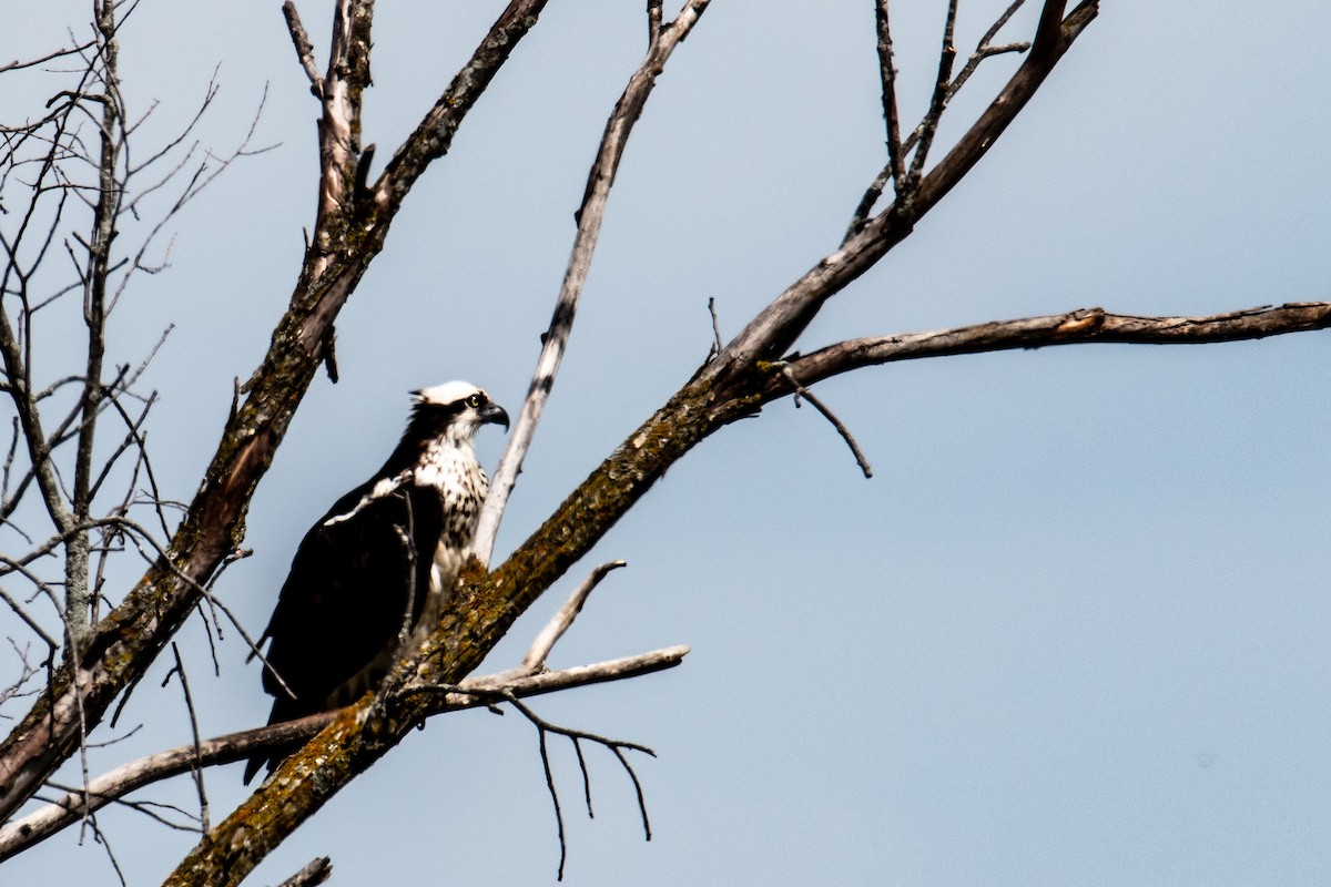 Osprey - ML618611202