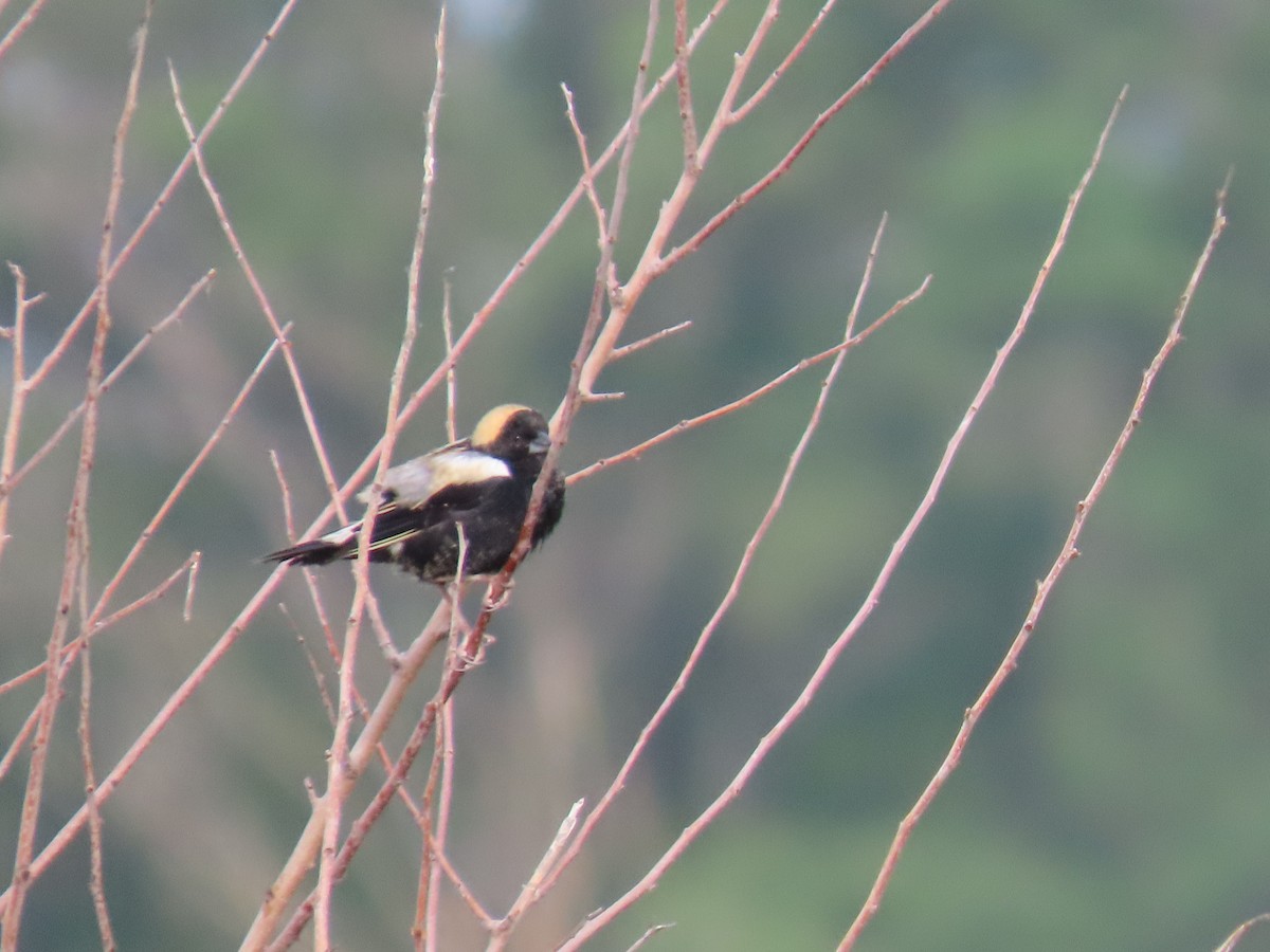 Bobolink - Gail Gagnon