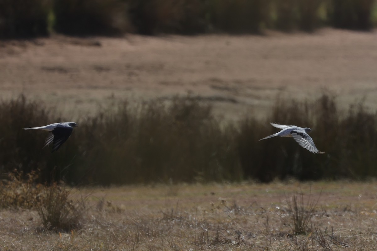 Ground Cuckooshrike - ML618611210