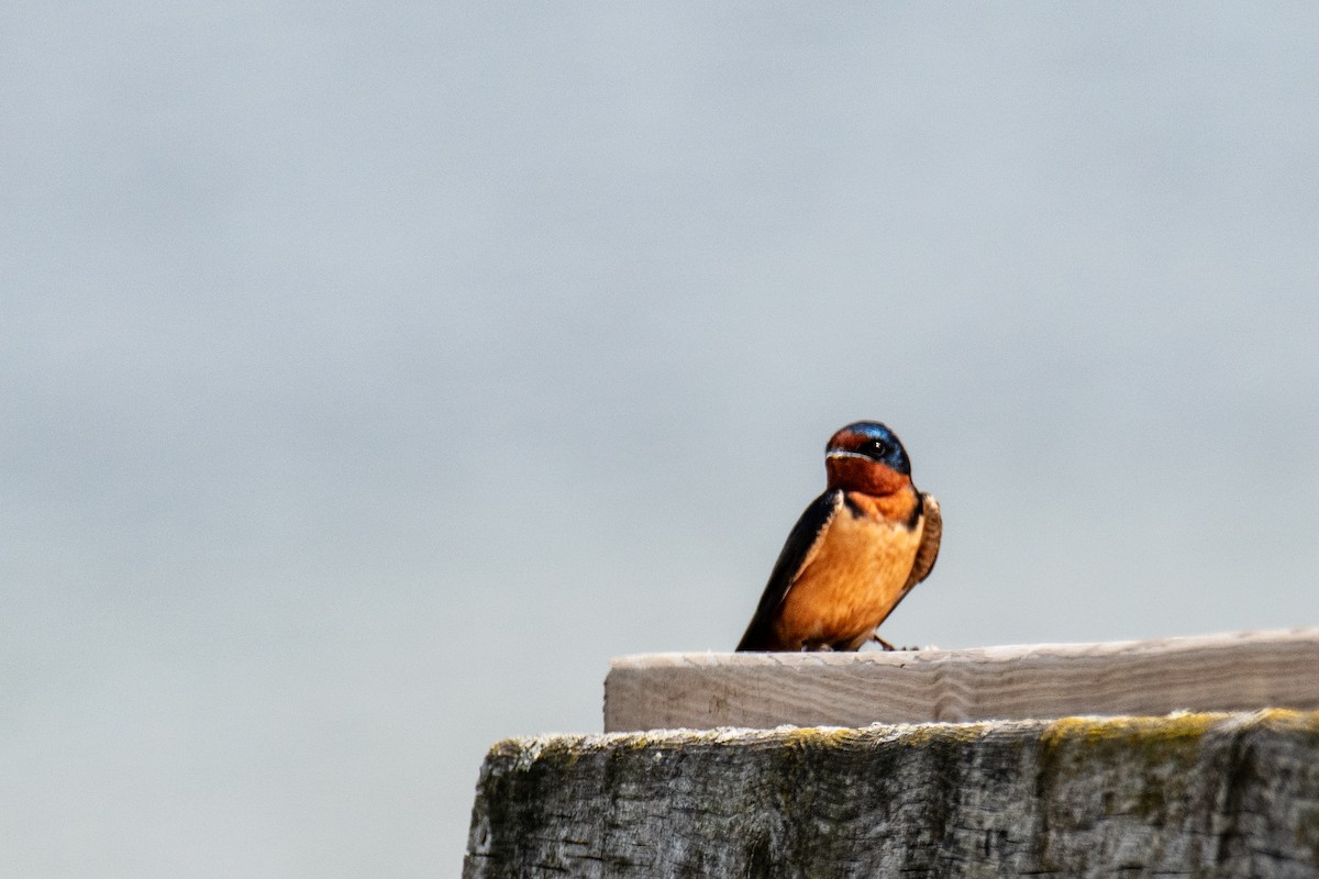 Barn Swallow - ML618611215