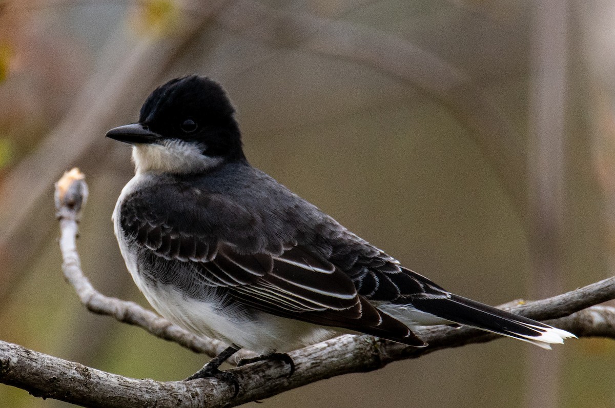 Eastern Kingbird - Joshua  Vincent