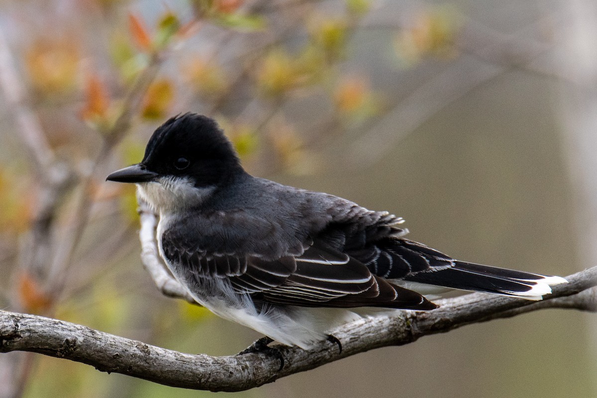 Eastern Kingbird - ML618611220