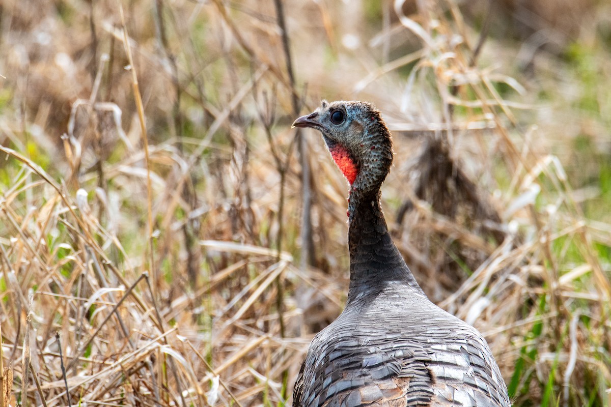 Wild Turkey - ML618611226