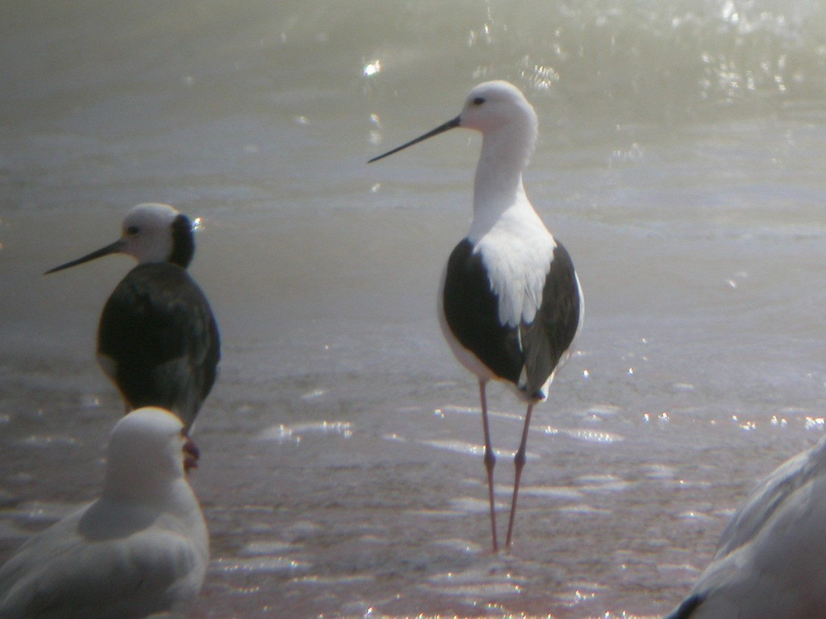 Banded Stilt - ML618611279