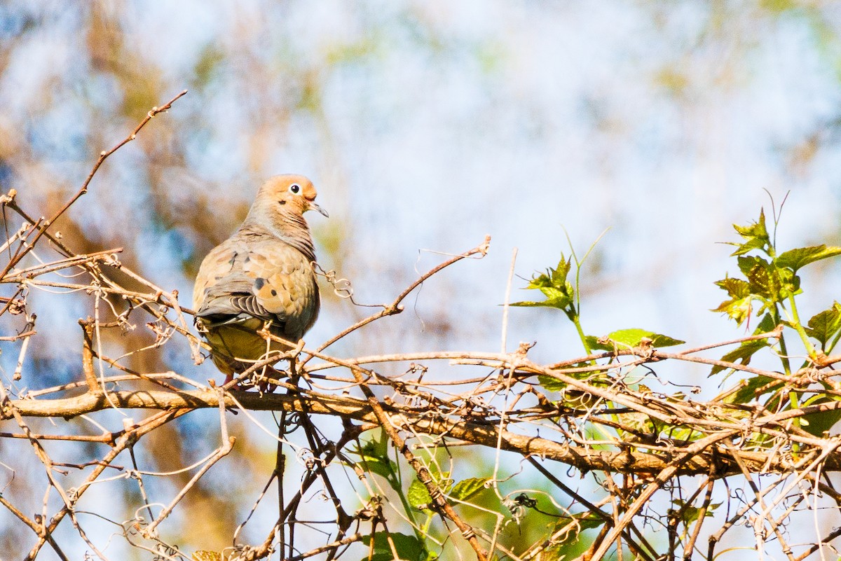 Mourning Dove - ML618611289