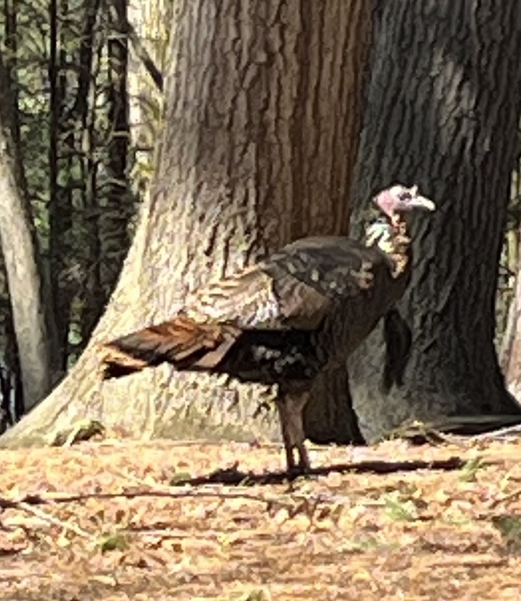 Wild Turkey - ML618611338