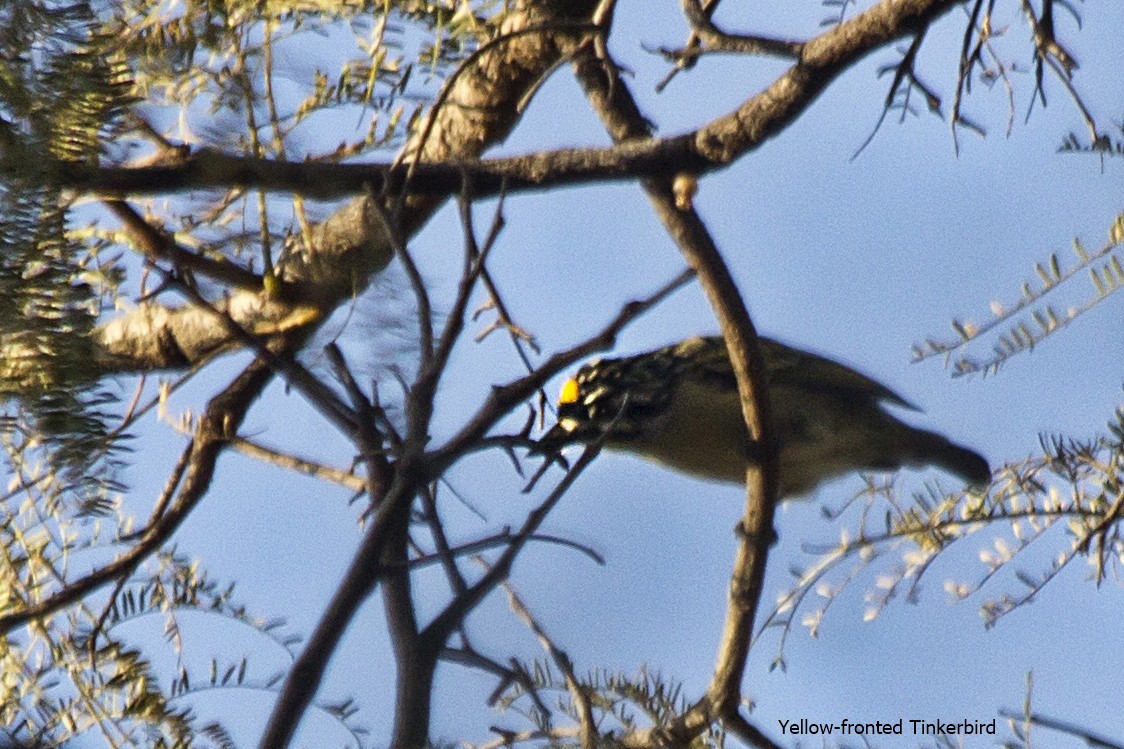 Yellow-fronted Tinkerbird - ML618611340