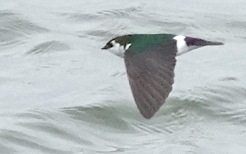 Violet-green Swallow - ML618611362