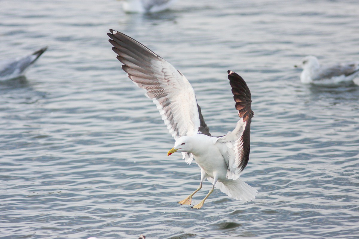 Lesser Black-backed Gull - ML618611369