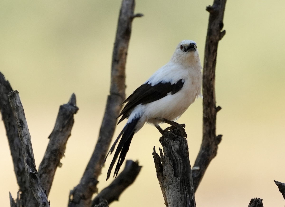 Southern Pied-Babbler - ML618611375